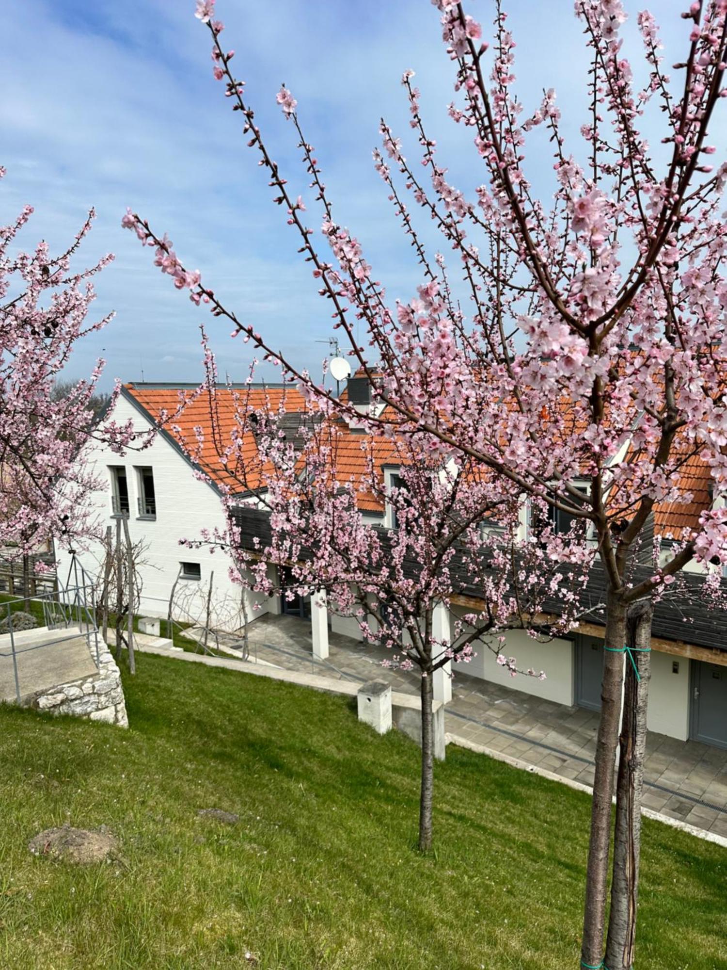 Apartman U Venuse Pavlov Buitenkant foto